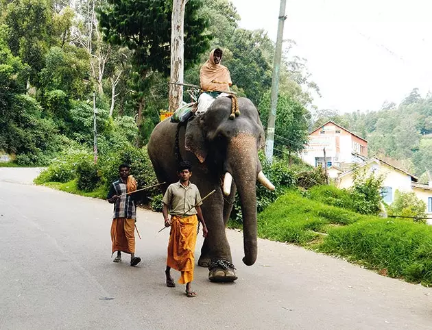 Kerala er eitt af fáum indverskum svæðum þar sem asískir fílar búa