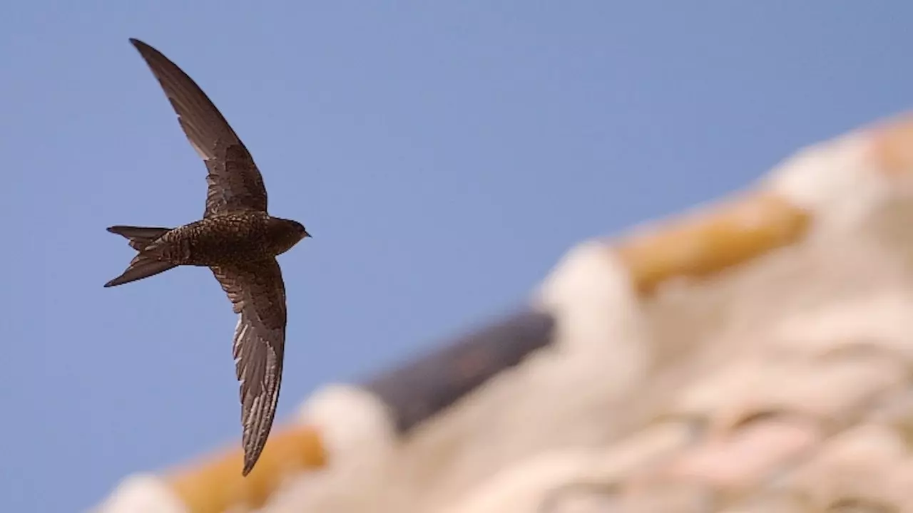 Pada tahun 2021 Bird of the Year adalah Common Swift