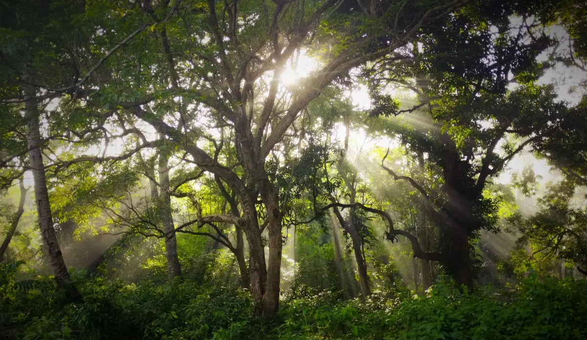 coucher de soleil dans la jungle