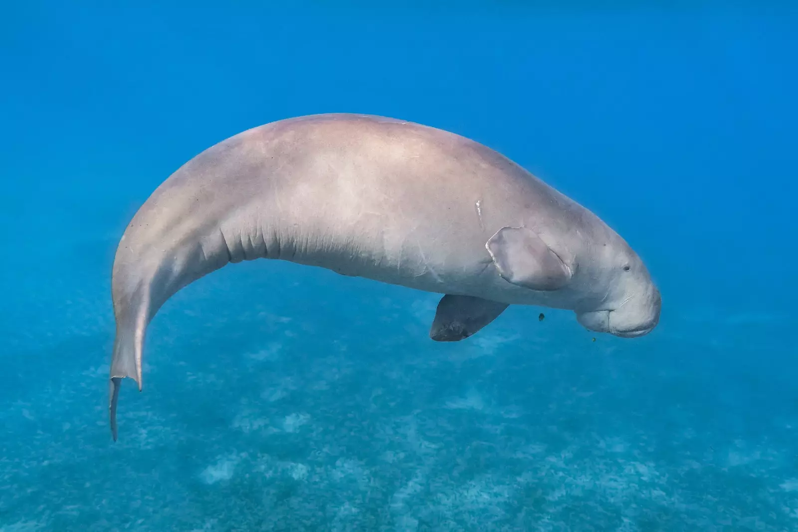 Dugong