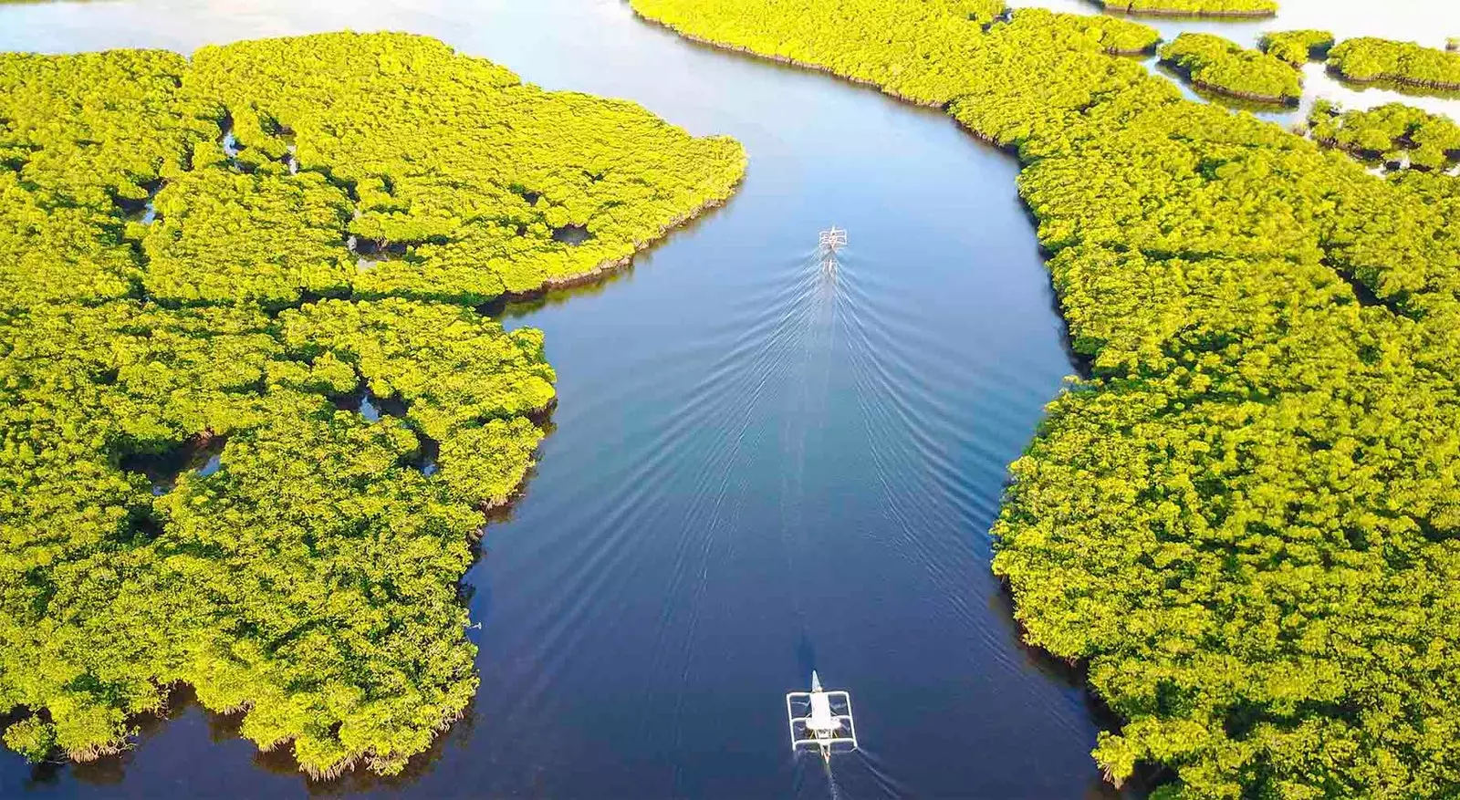 Mangroves e El Carmen një pamje të bujshme