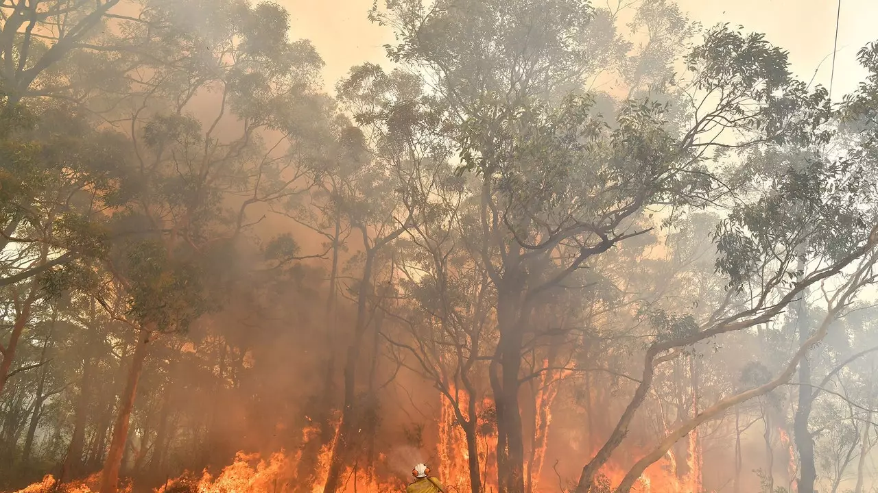 Ce poți face pentru a-i ajuta pe cei afectați de incendiile din Australia?