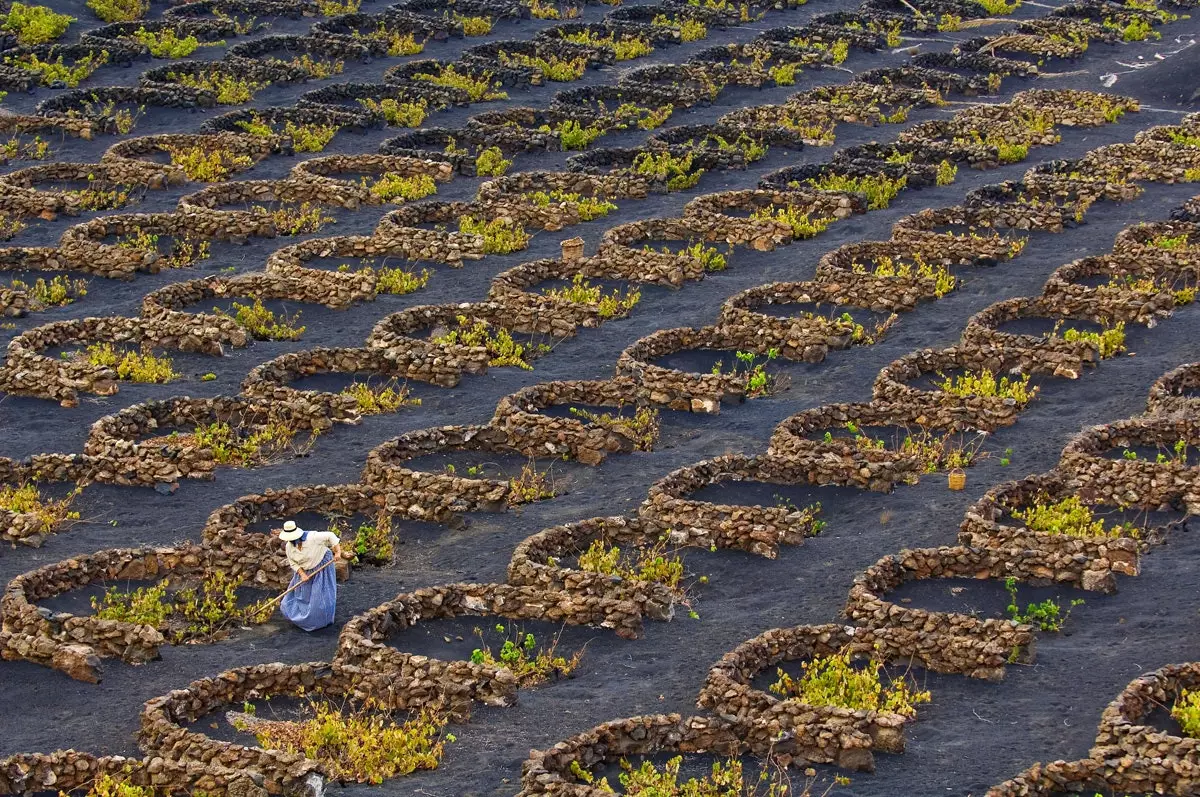 Vignobles de La Geria