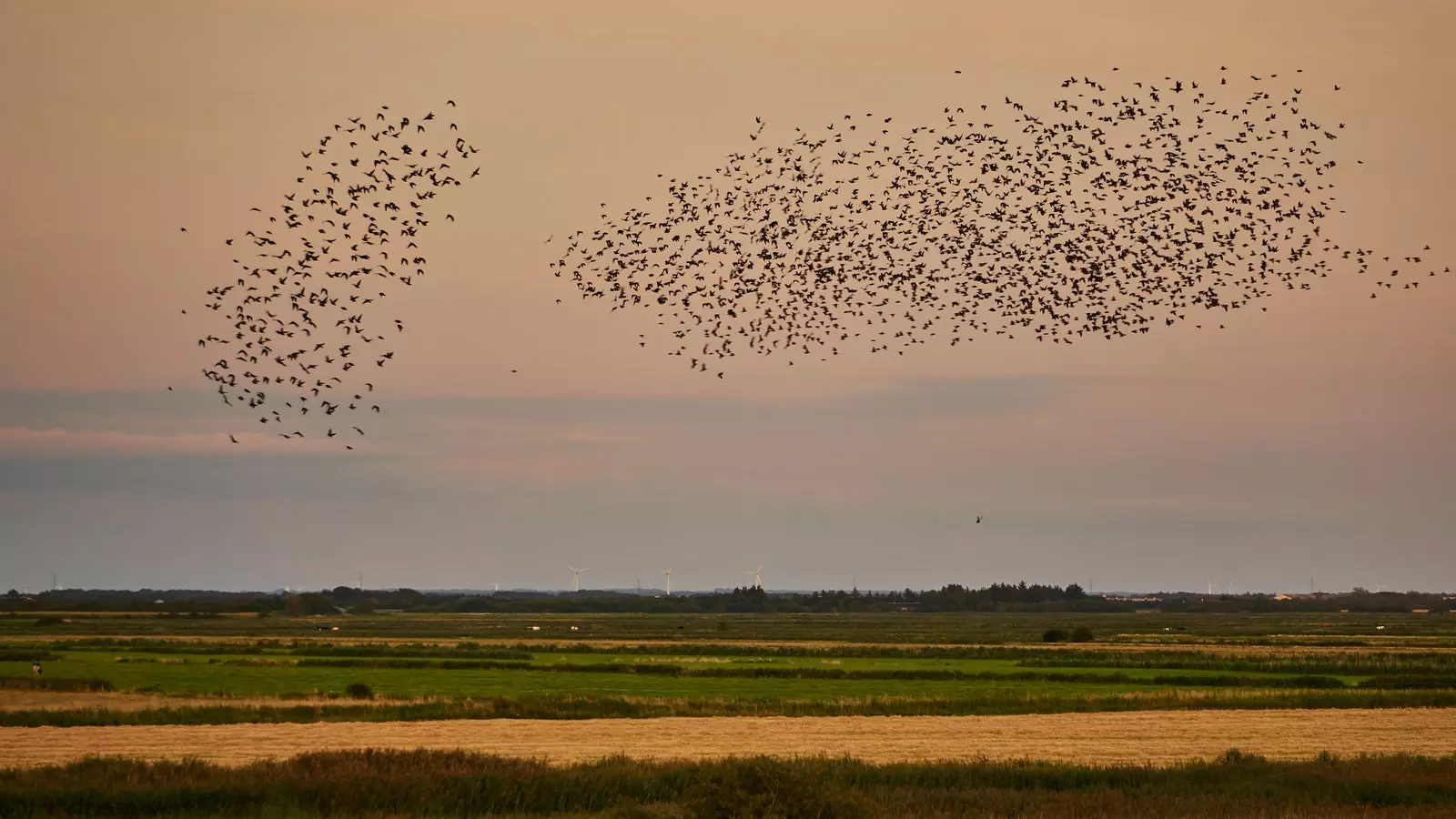 The dance of the starlings.