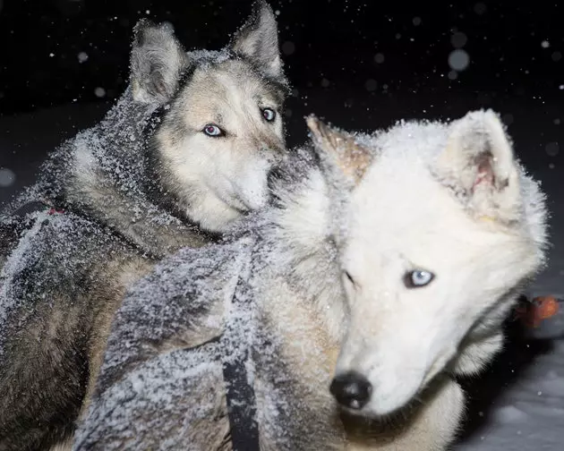 Een slee getrokken door husky's om 's nachts de Val d'Aran te verkennen