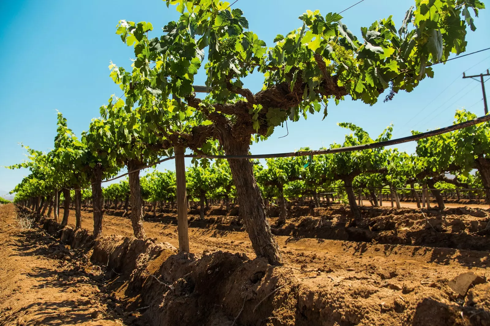 Weinberge in Mount Xanic