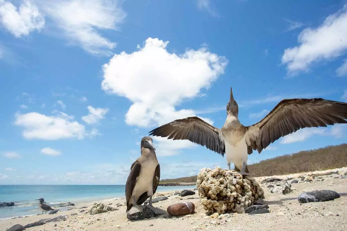 Le sule piediazzurri sono alcuni degli uccelli marini più numerosi sull'isola di Isabel.