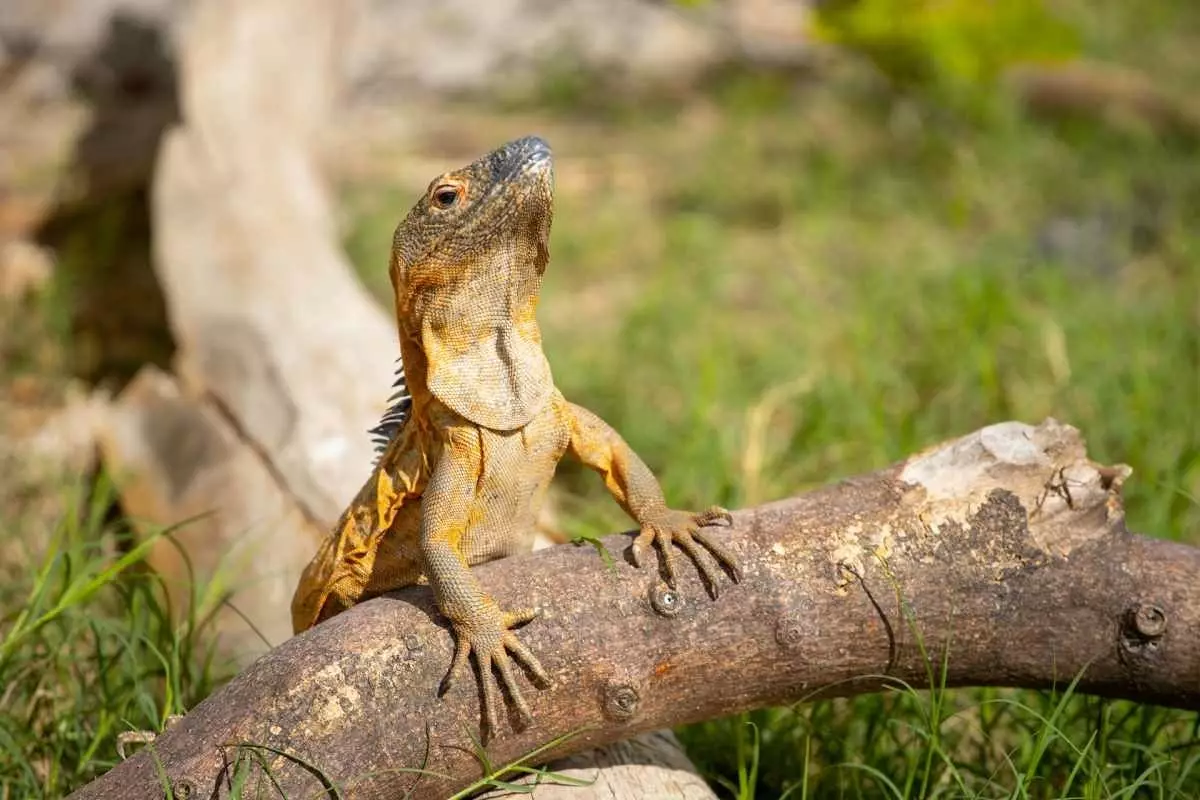 Iguanele din Isla Isabel nu se tem de ființe umane și se plimbă liber.