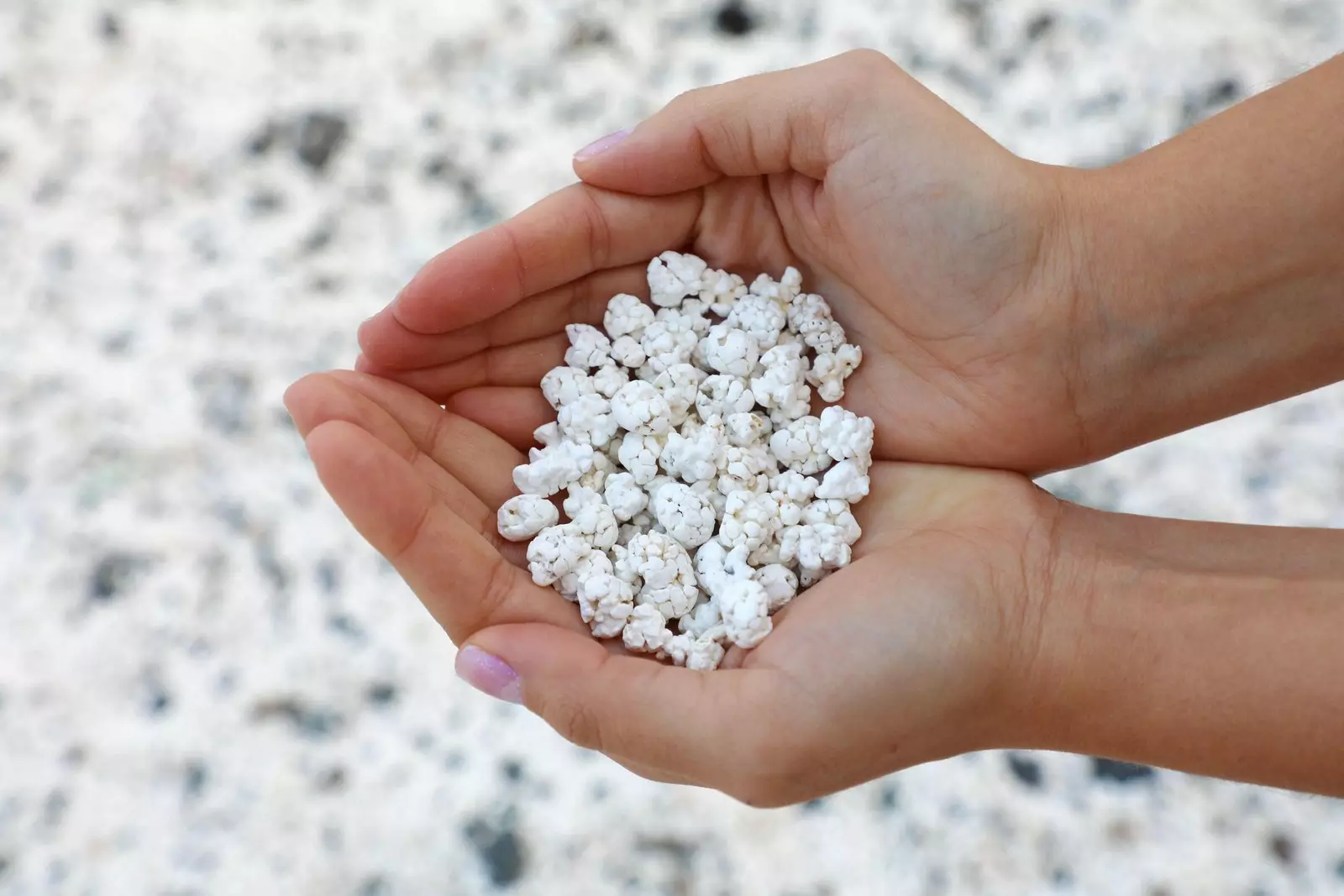 On El Hierro beach, its remains of calcareous algae look like popcorn.