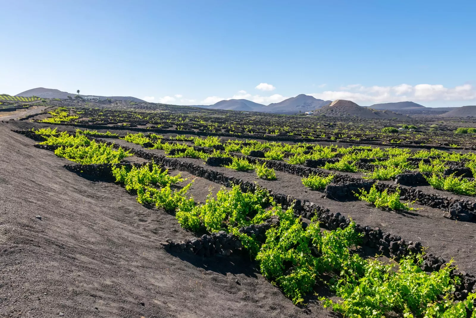 La Geria Lanzarote.