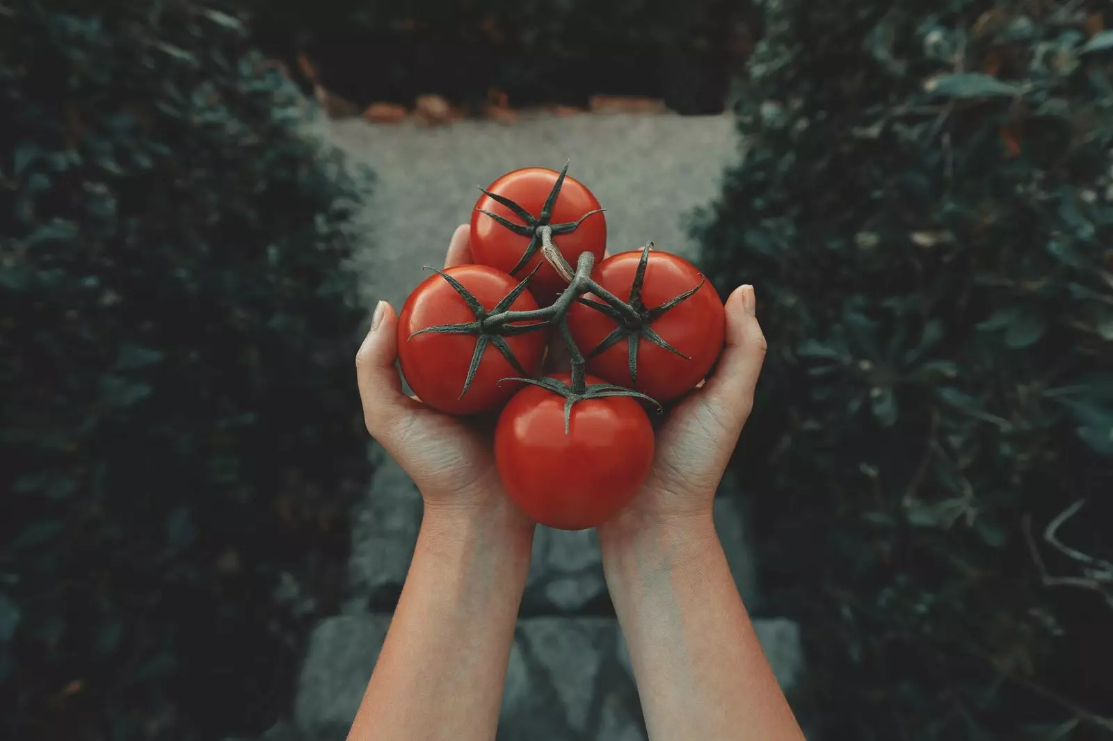 Tomaten