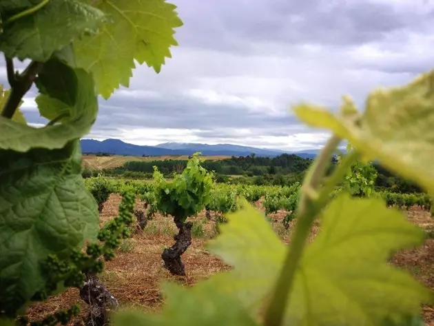 Vinícolas de Peiqué