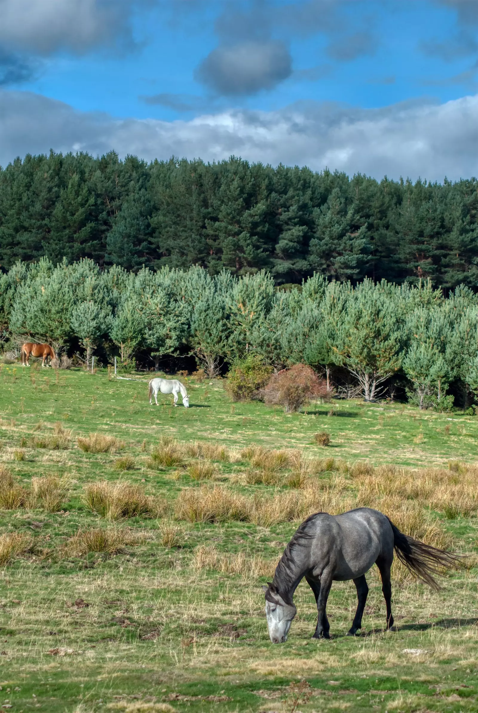 Gredos wëll a perfekt fir an der Natur verluer ze goen