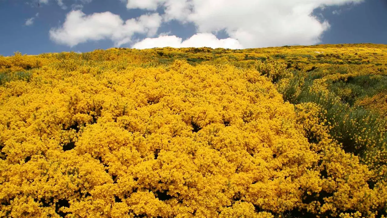 Sierra de Gredos bertukar menjadi kuning: ia adalah saat penyapu mekar