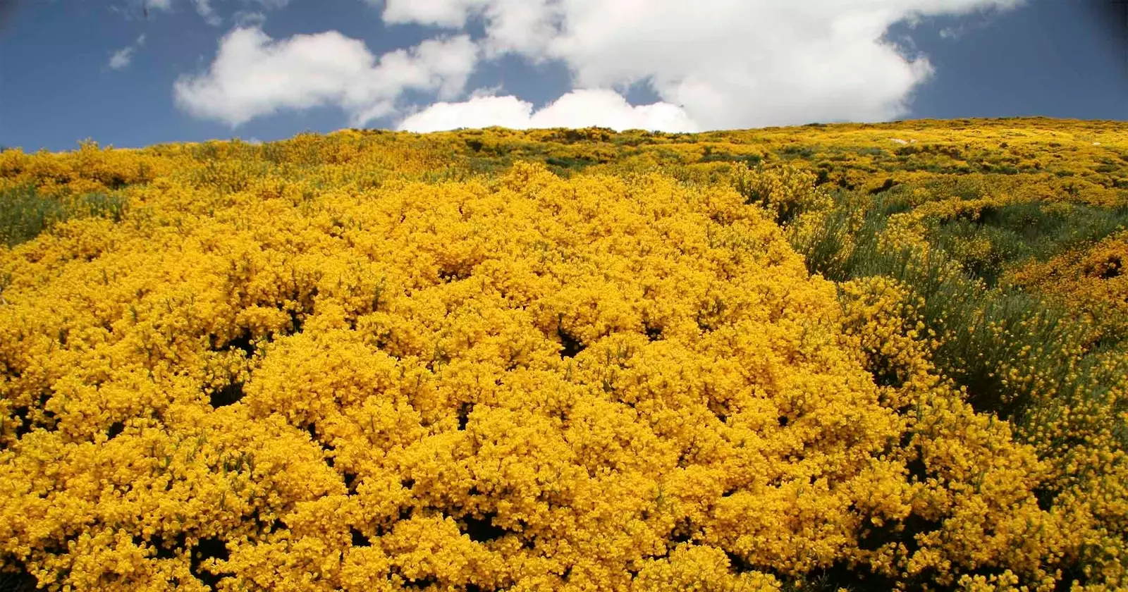 vassouras em flor