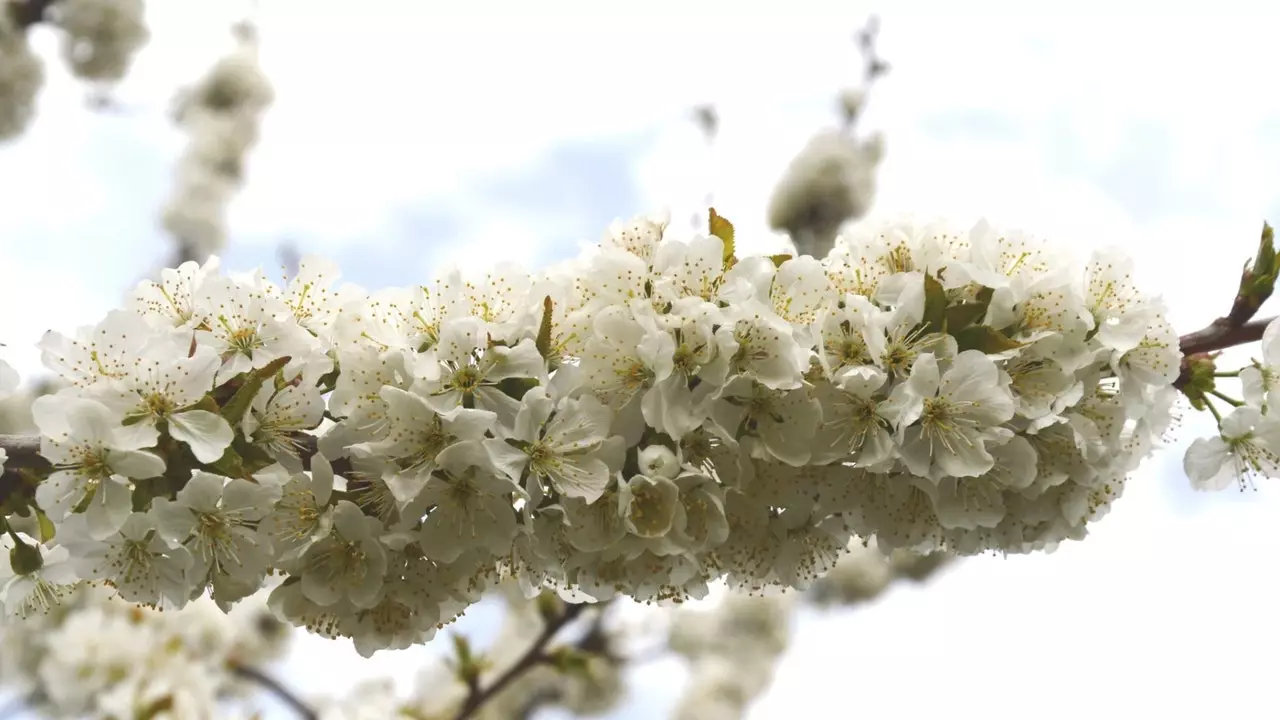 花の爆発: アビラのエル ホルニーリョの桜の木が風景を白く染める