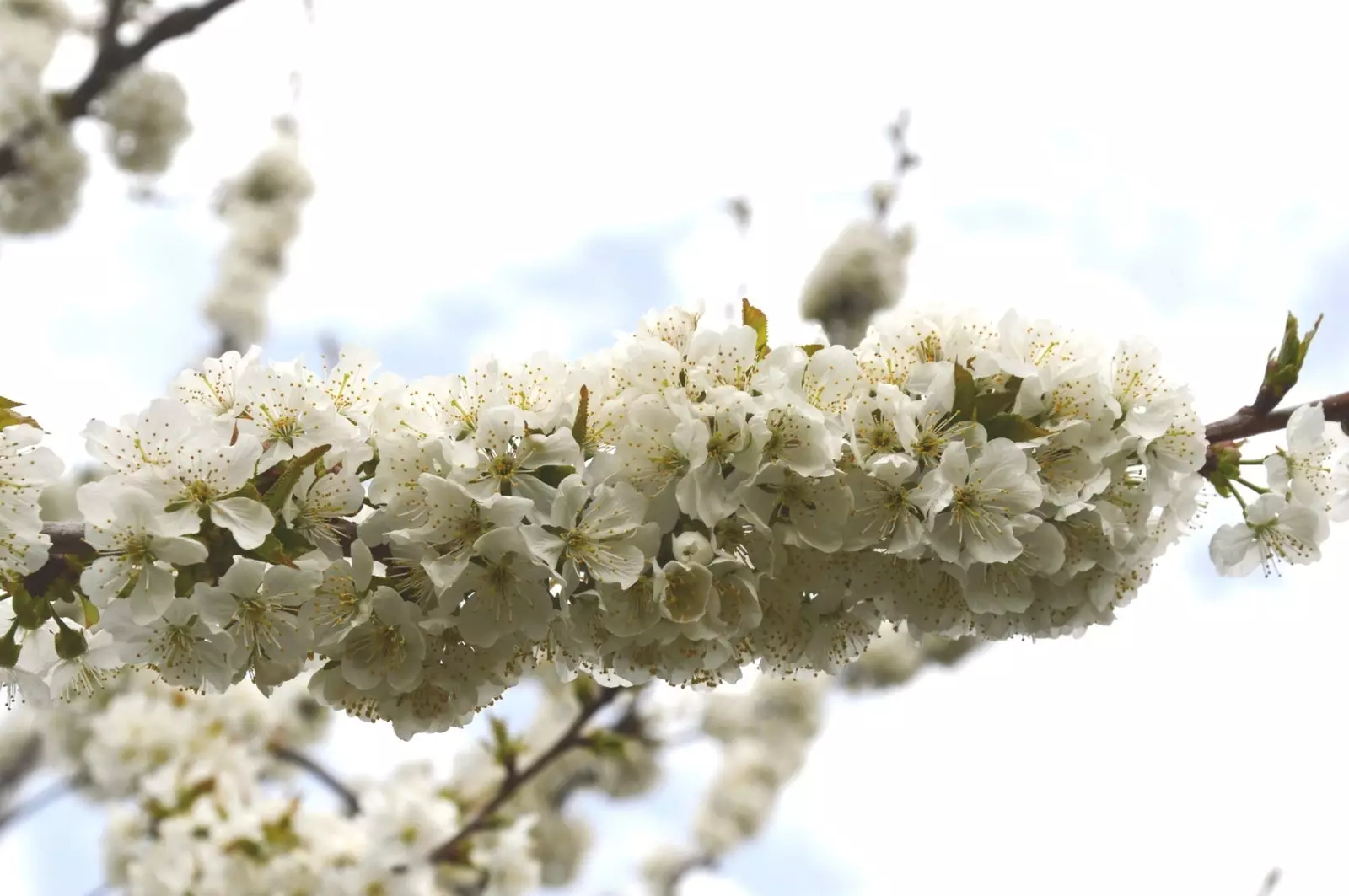 El Hornillo een van de meest bloemrijke hoeken van onze geografie