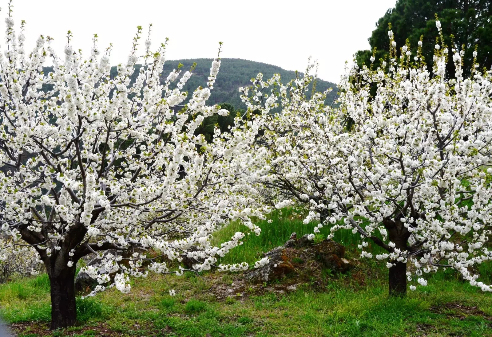 Blomstringen begynner mellom midten av mars og begynnelsen av april