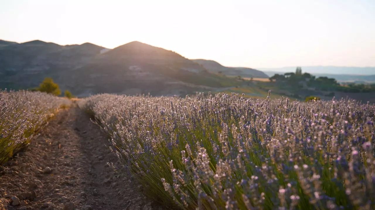 Nee, et ass net d'Provence: dëst Lavendelfeld ass zu Cuenca an am Juli kënnt Dir et besichen