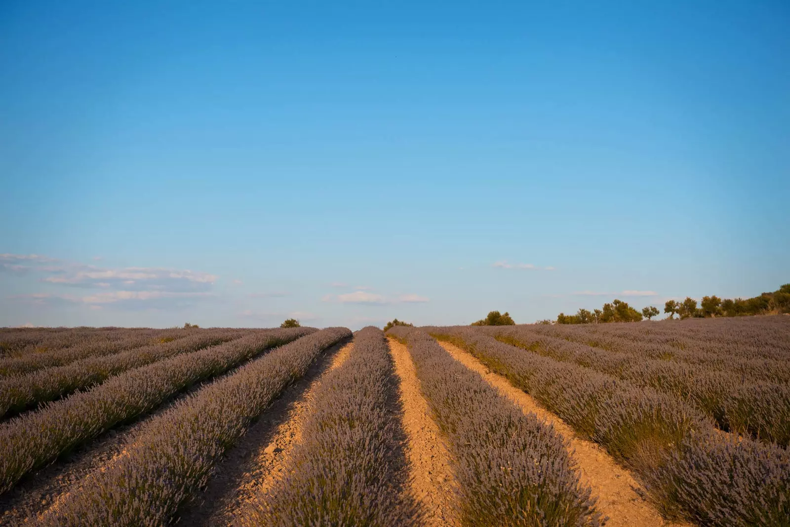 Nem, ez nem Provence, ez a levendulamező Cuencában található, és idén júliusban meglátogathatja