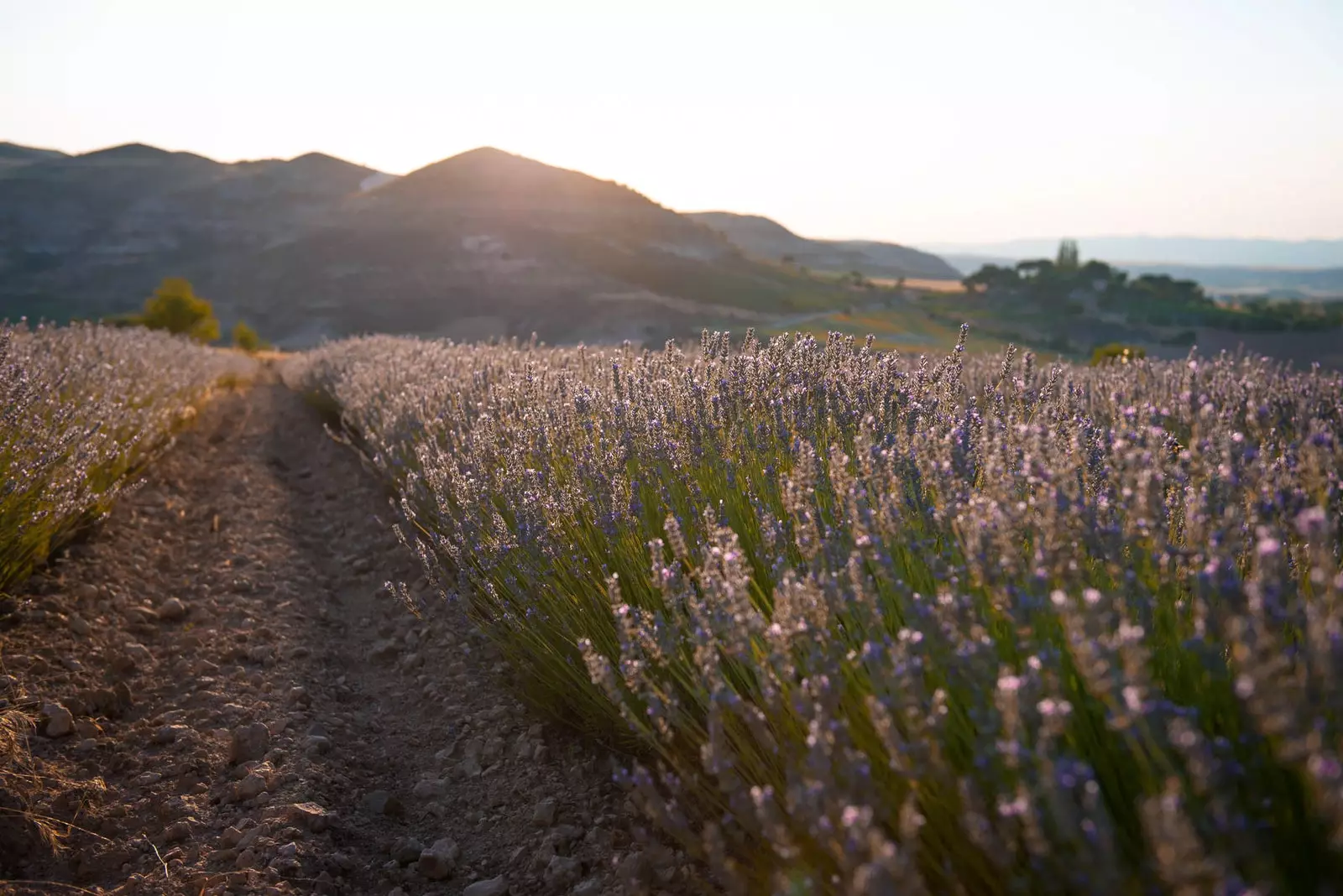 Không, không phải Provence cánh đồng hoa oải hương này ở Cuenca và tháng 7 này bạn có thể ghé thăm