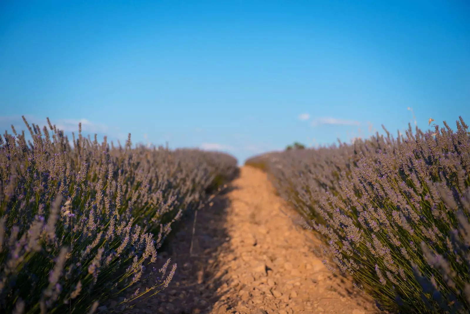 Nee et ass net d'Provence dëst Lavendelfeld ass zu Cuenca an dëse Juli kënnt Dir besichen