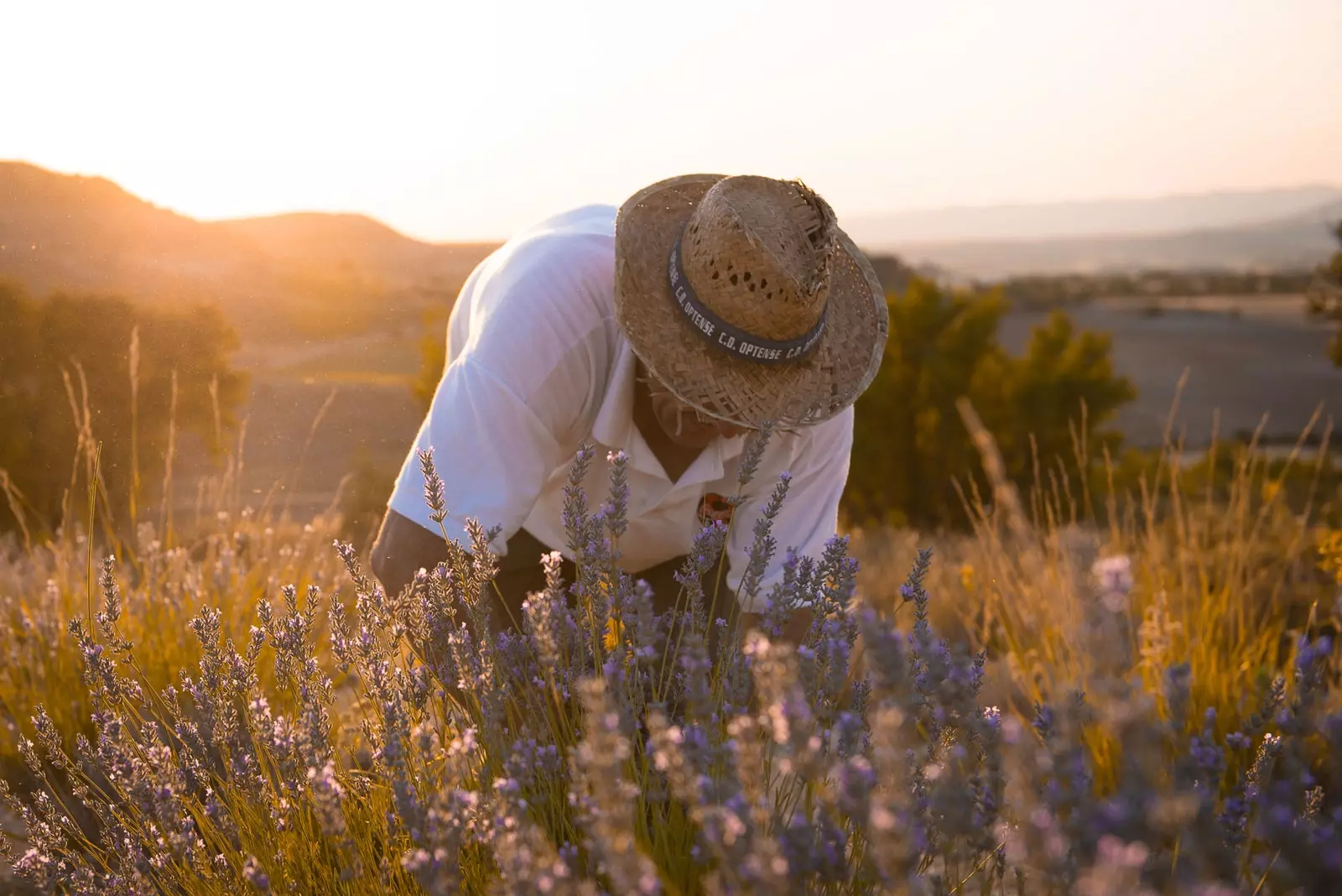 Jo nuk është Provence kjo fushë livande është në Cuenca dhe këtë korrik mund ta vizitoni