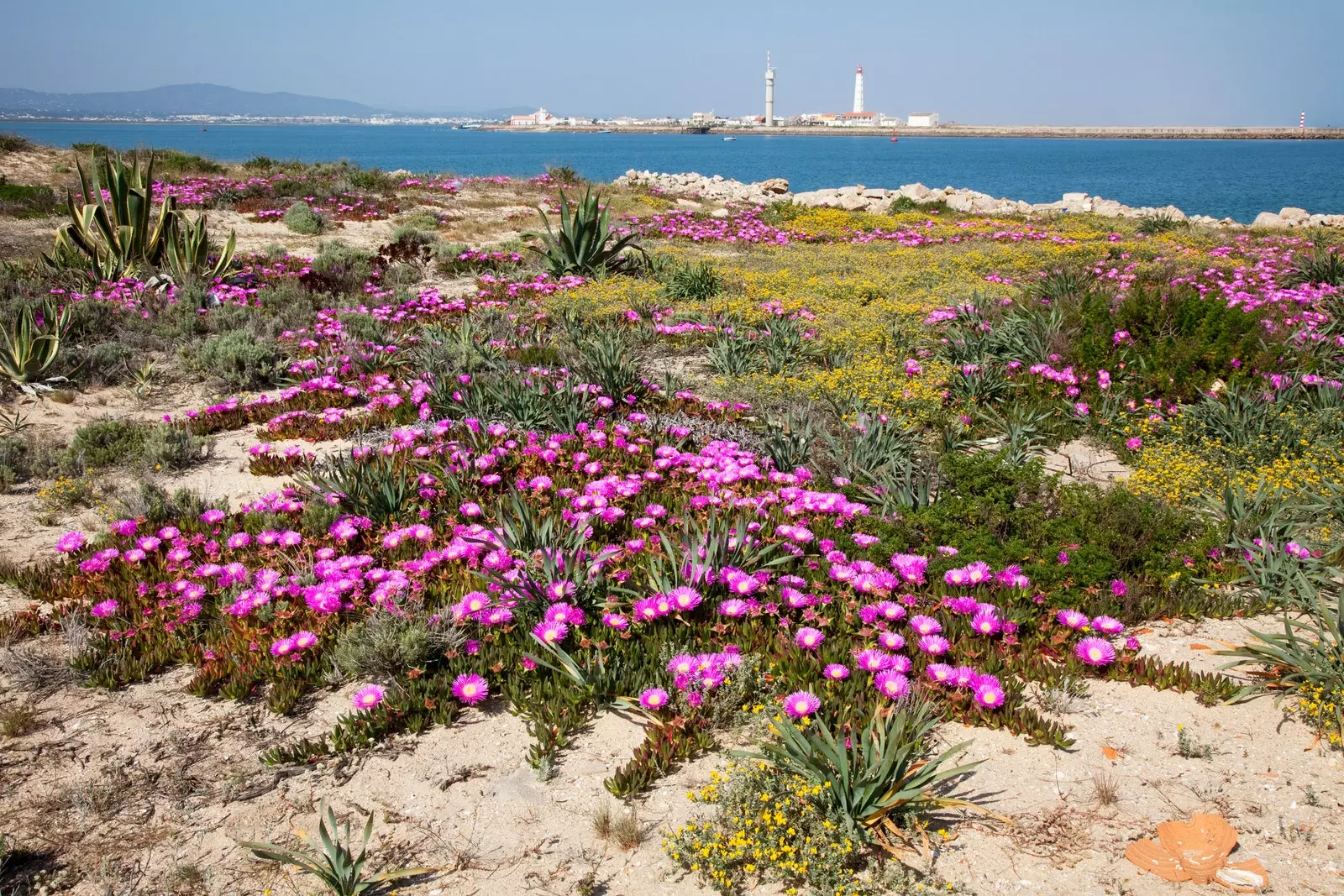 Pulau Barreta di Faro