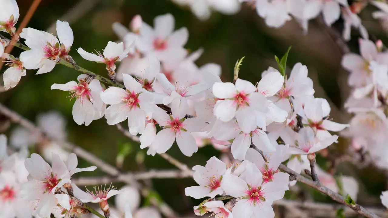 L'Algarve es prepara per celebrar el seu primer Festival dels Ametllers a Flor