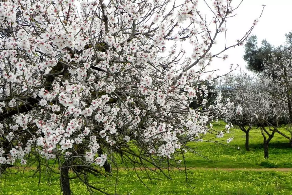 ალგარვე