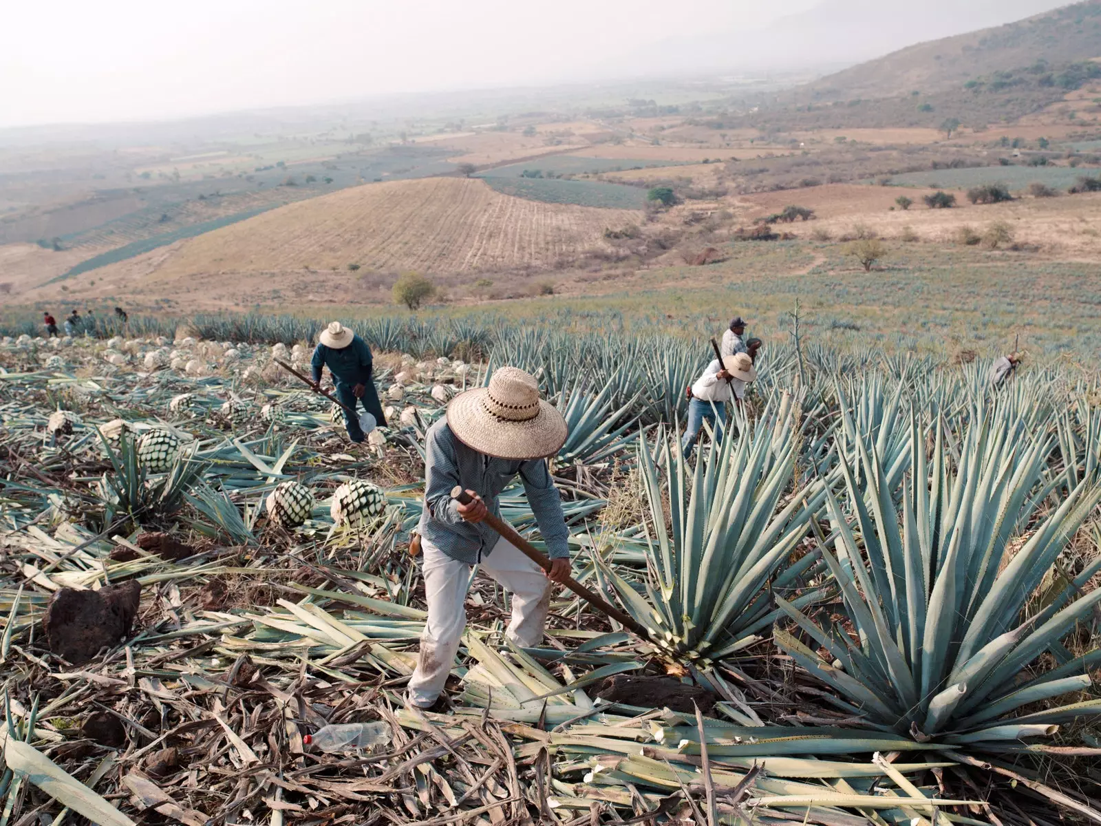 Jimadores dans une plantation d'agaves.