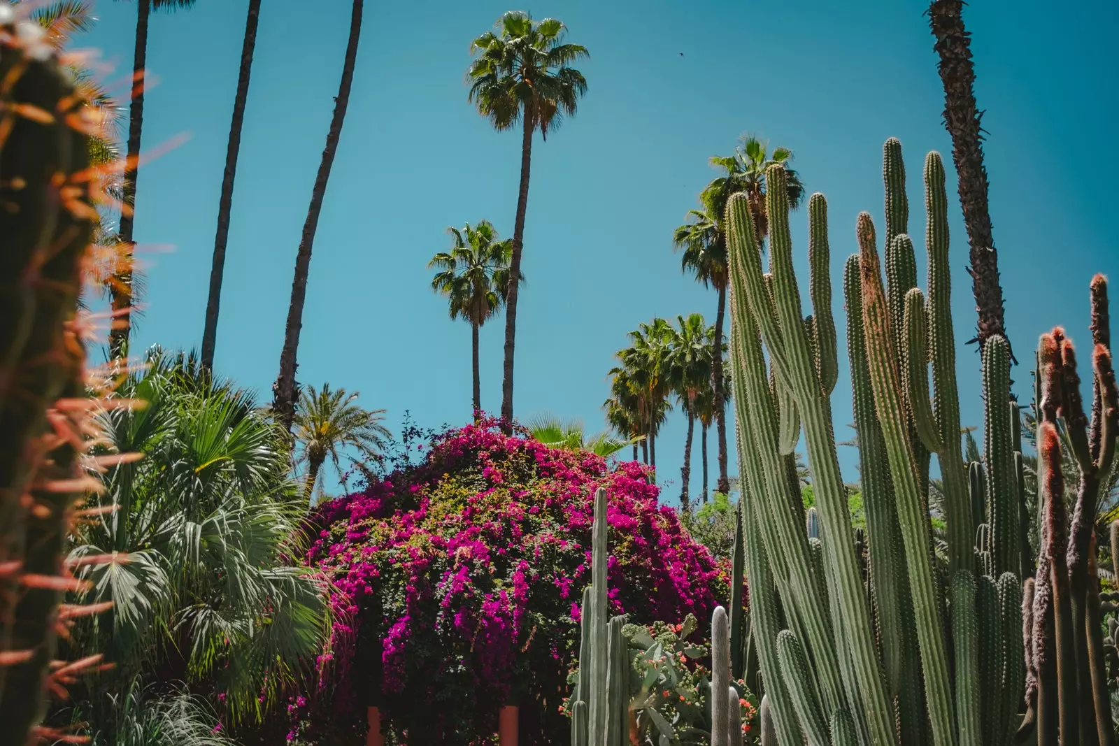 Planter i en have i Marrakech