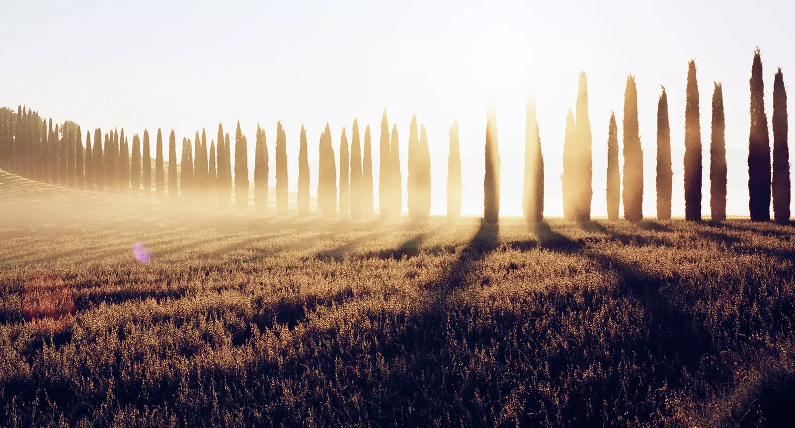 A walk among cypresses before reaching Montalcino