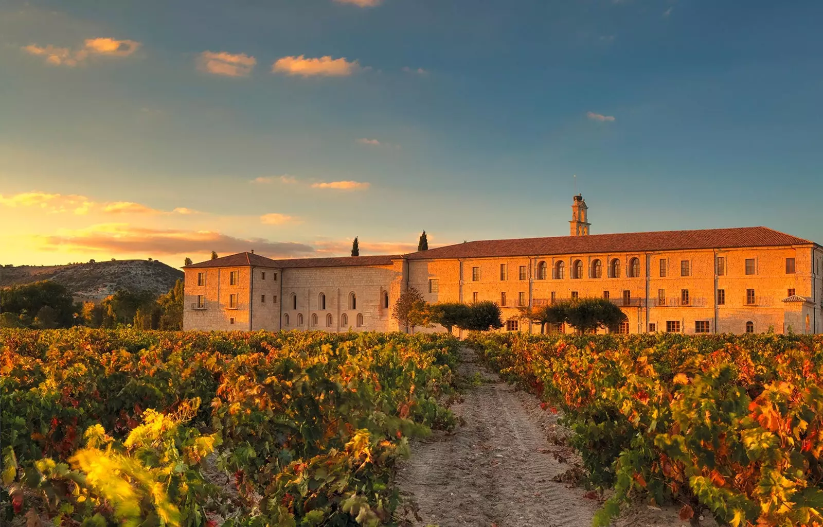 The sea of ​​vineyards of Abadía Retuerta LeDomaine