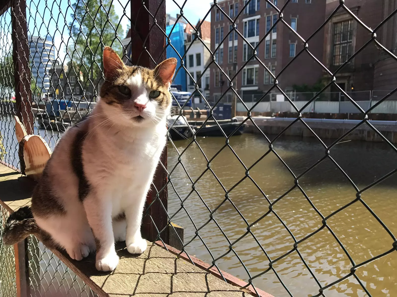 De Catboat, de kattenopvang die drijft op de grachten van Amsterdam