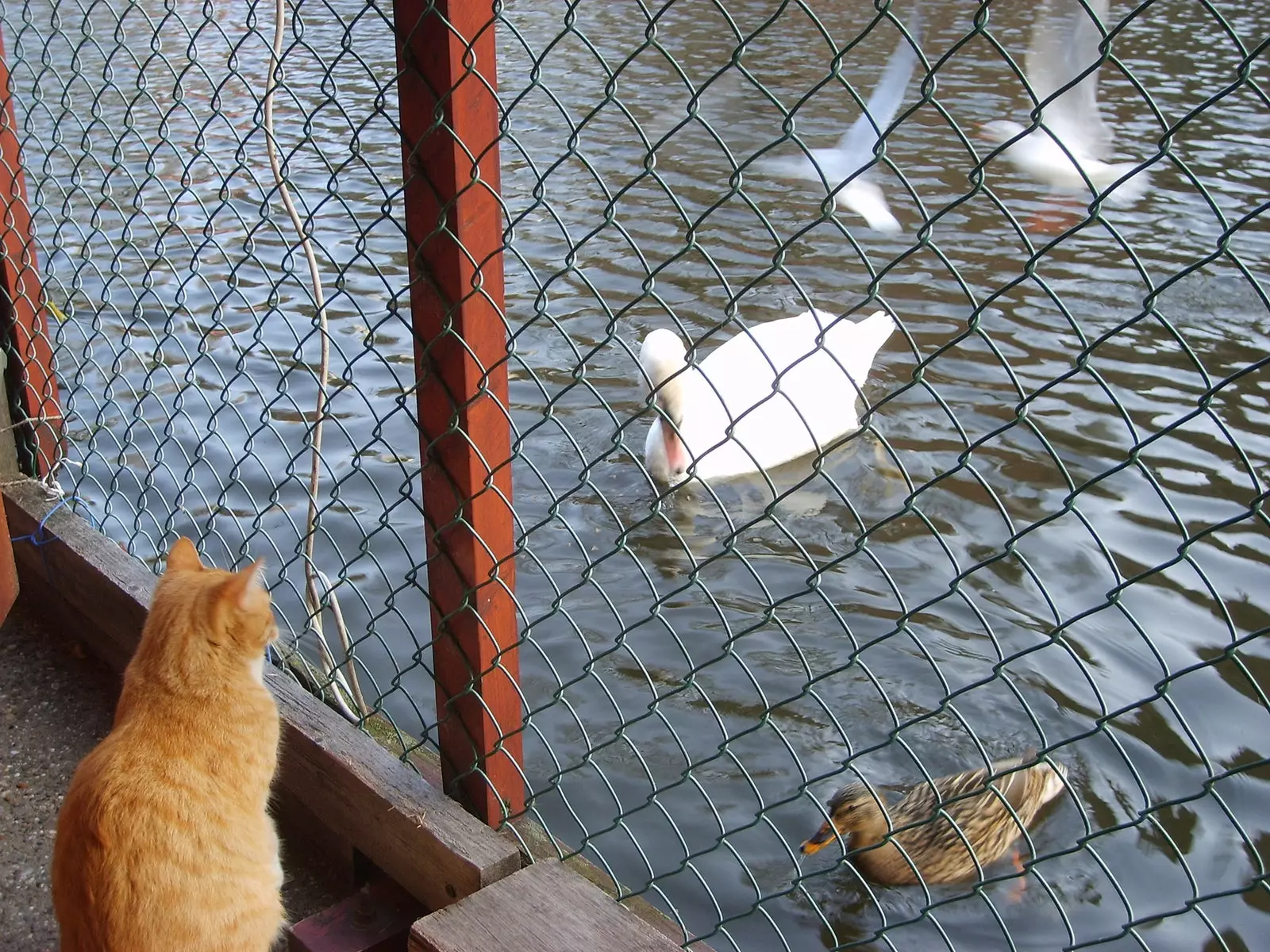 アムステルダムの運河に浮かぶ猫シェルター「キャットボート」