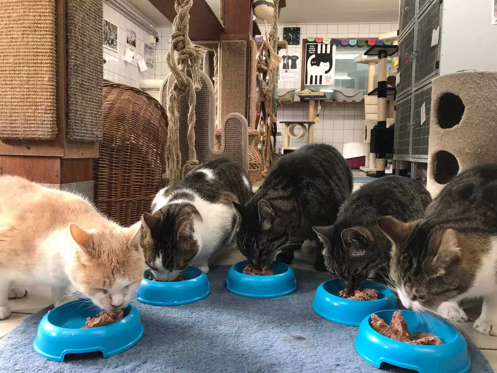 De Catboat, de kattenopvang die drijft op de grachten van Amsterdam