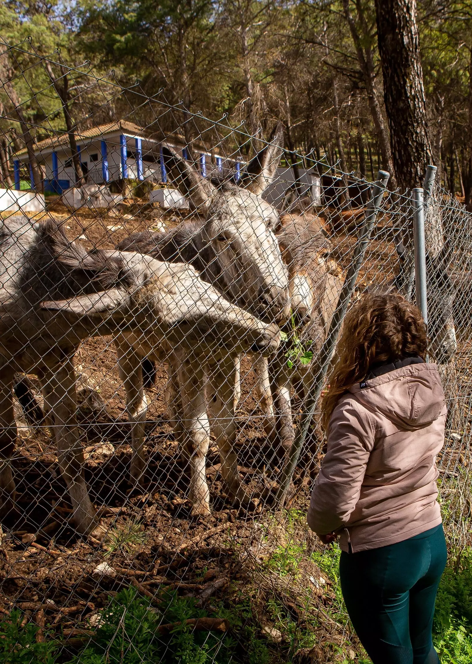 Reserva de Burros de Adebo em Rute.