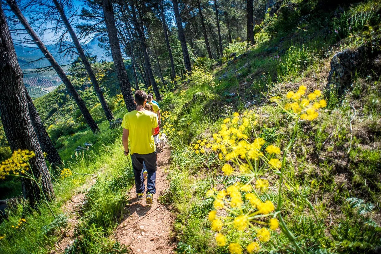 Útvonal a Sierra de Rute-on keresztül a Sierras Subbticas Természeti Parkban.