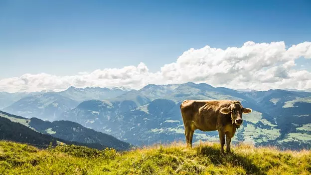 O festival de La Poya: as vacas sagradas da Suíça