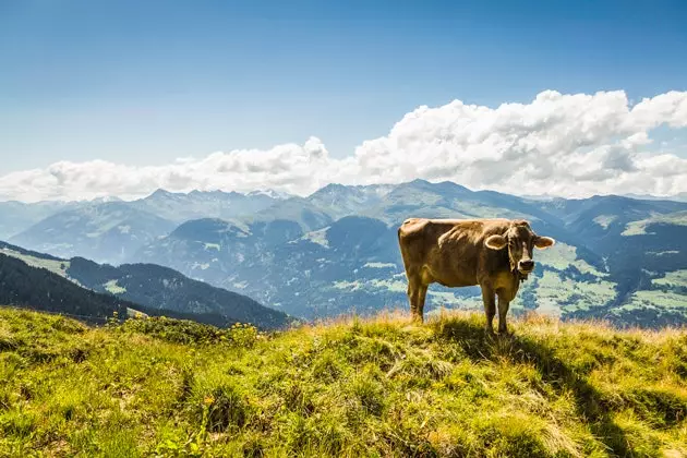 Kor är heligare i Schweiz än i Indien