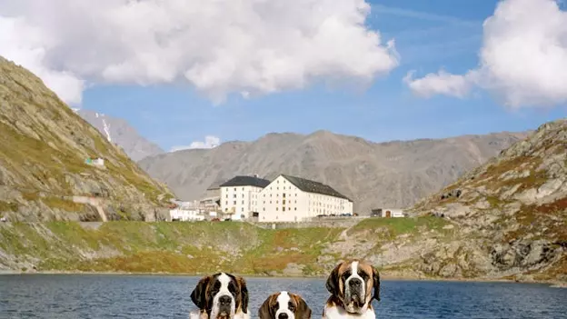 Switzerland: kisah benar anjing Saint Bernard dan penipuan tong