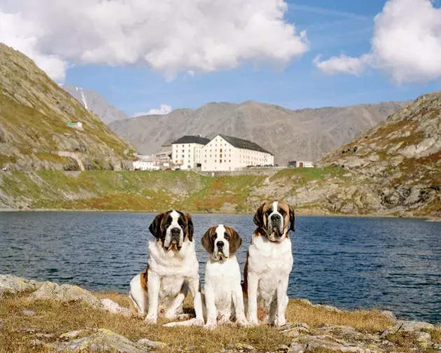 Saint-Bernard dans le Grand Pas