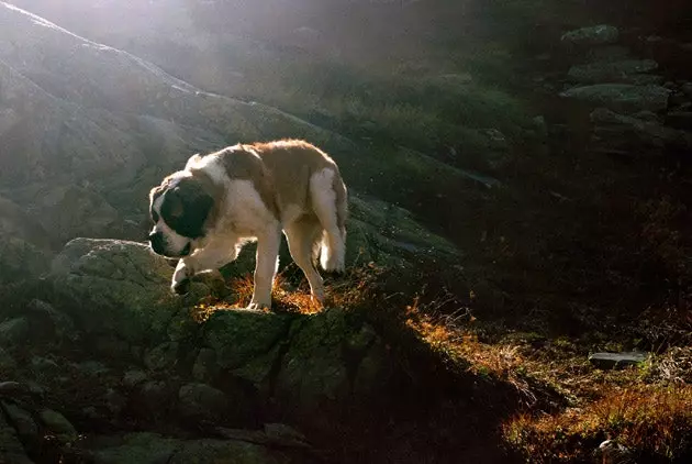 Les Saint-Bernard n'effectuent pas de travaux de sauvetage pour le moment