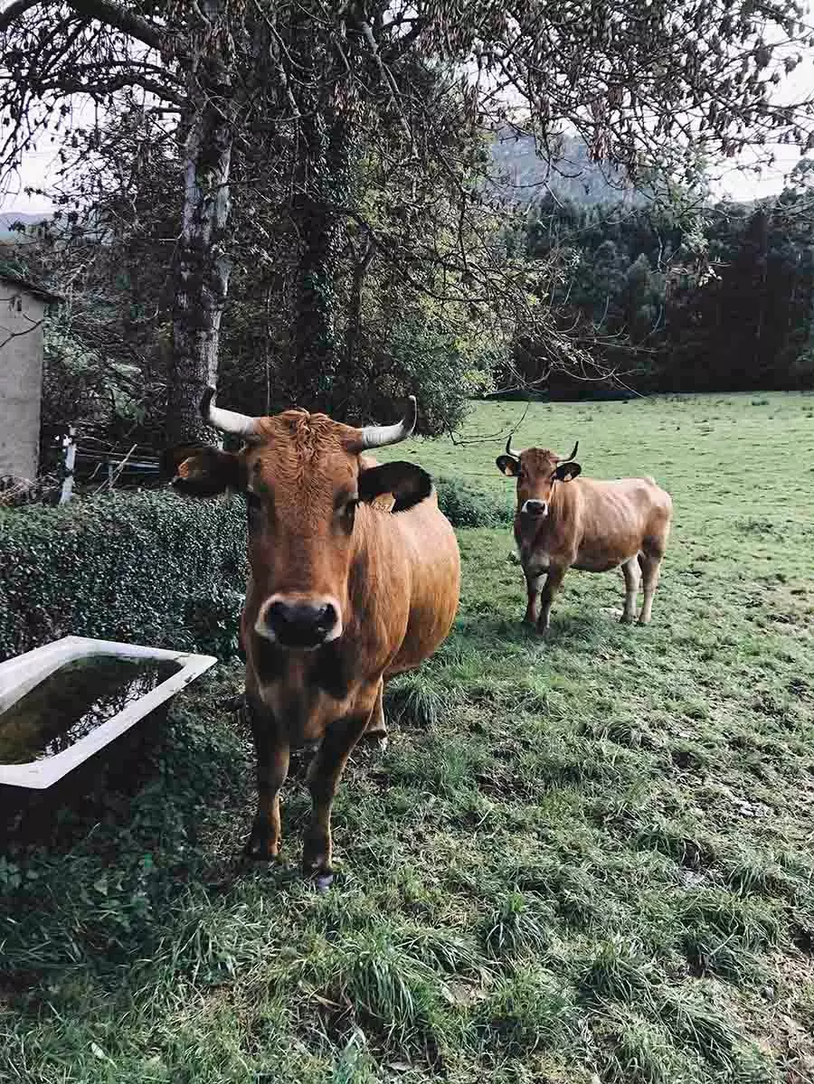 vaches dans un pré