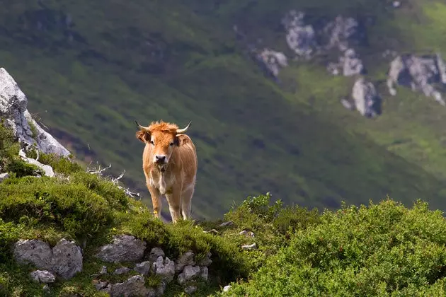 I Caleao slutter Asturias, slutter verden, det 21. århundre slutter litt