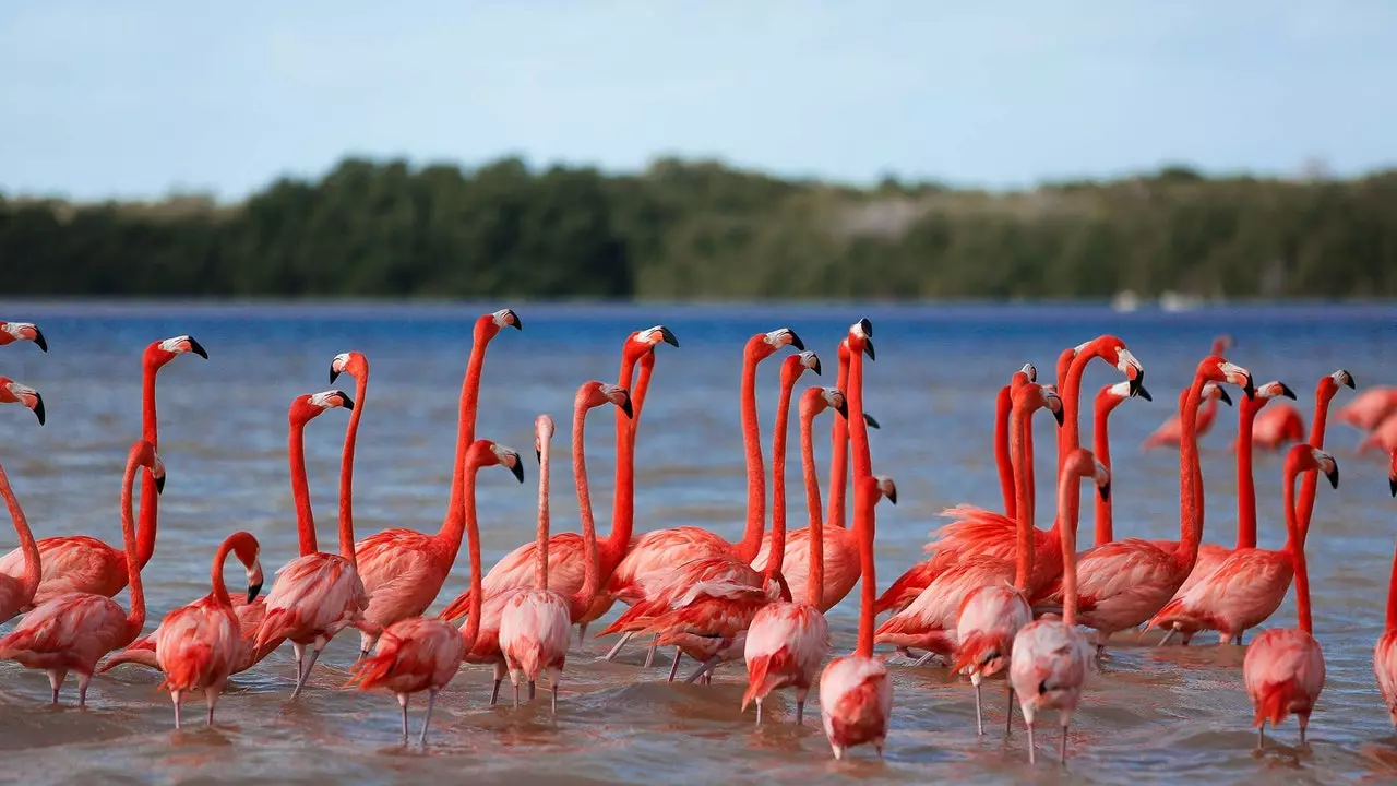 Celestun: a Yucatán természetes ékköve