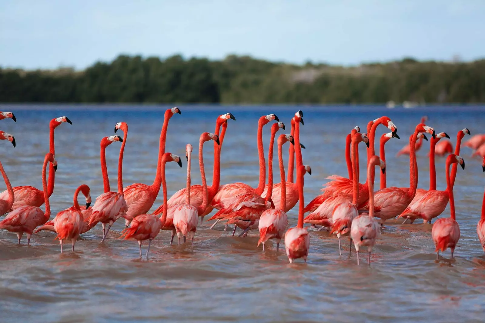 Flamingoer i Celestun Yucatn.