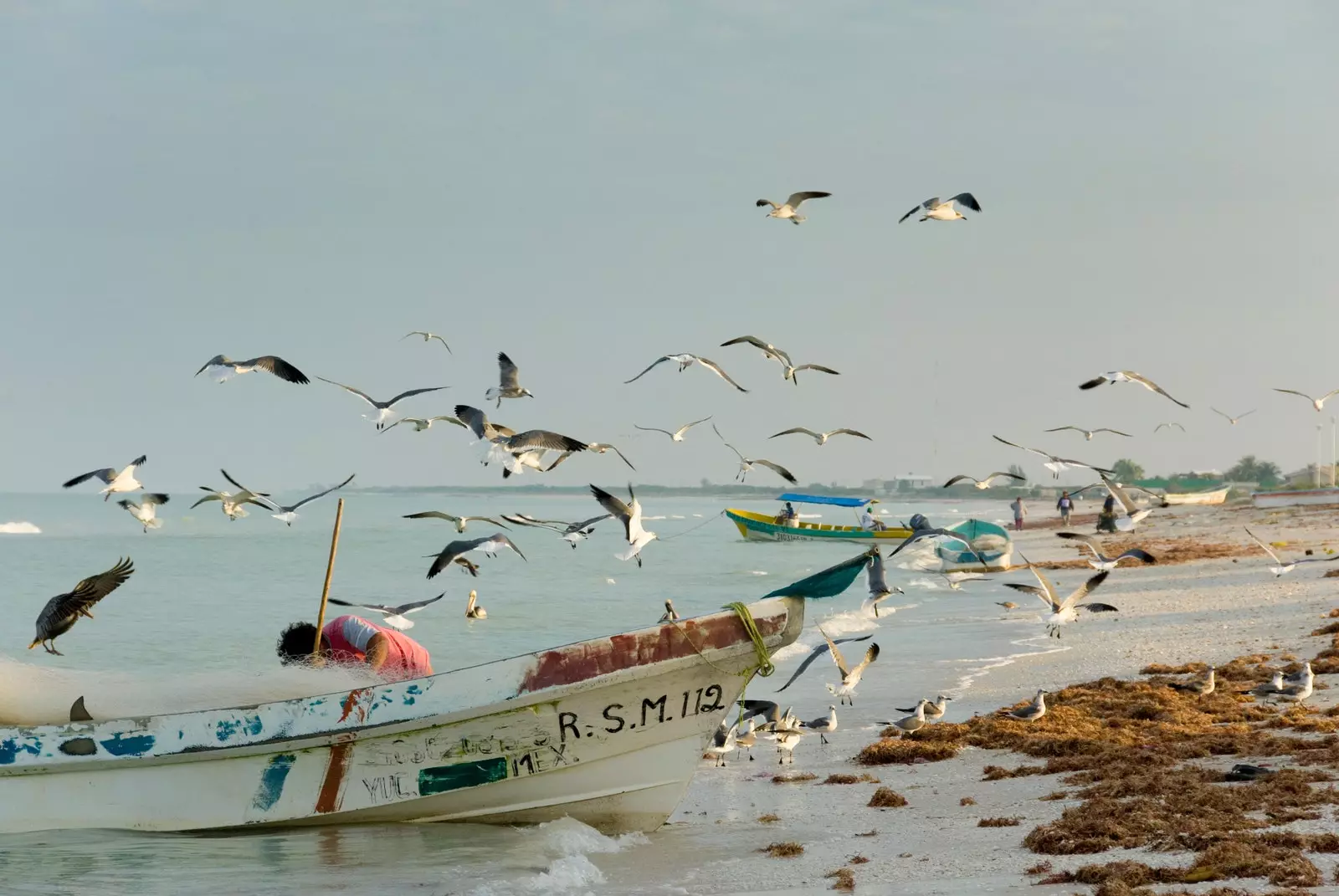 Visser in Celestun Yucatn