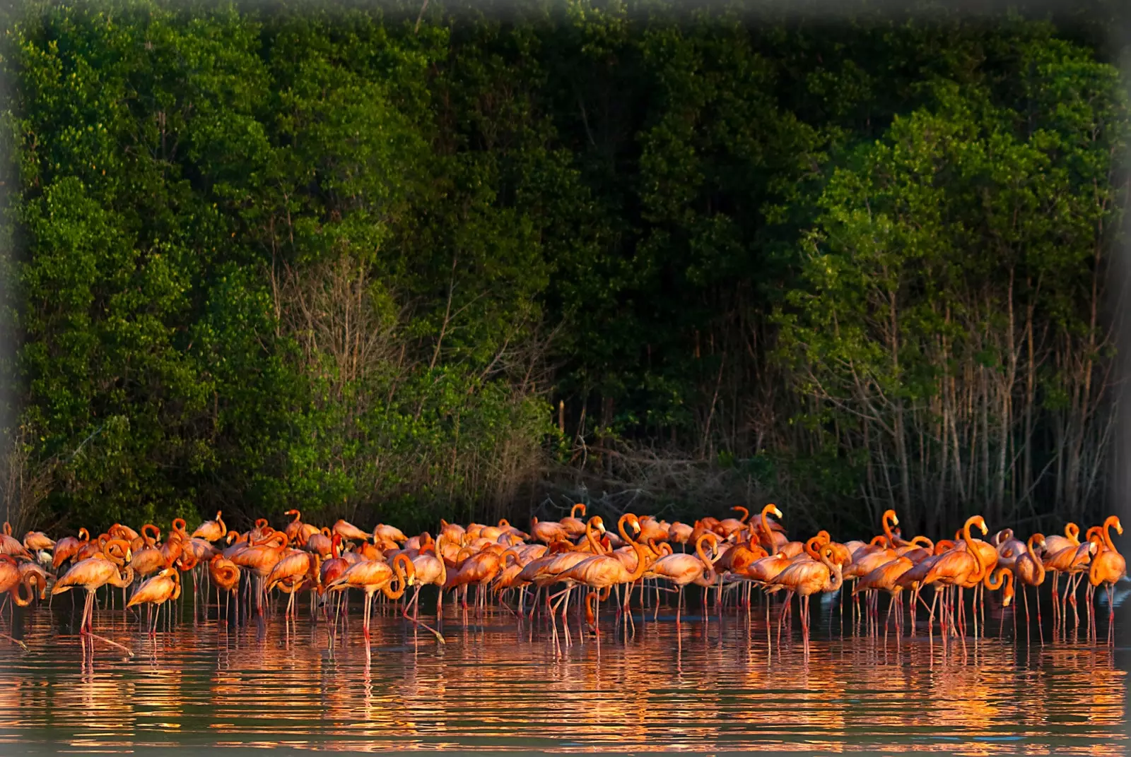 Bleikir flamingóar í Celestun Yucatn